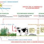 teo vintila schema o 1