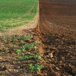 teren agricol cu buruieni o 1