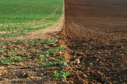 teren agricol cu buruieni o 1