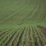 teren agricol cultivat o 1