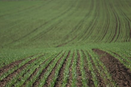 teren agricol cultivat o 1