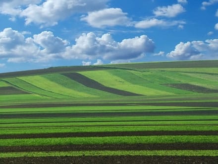 teren cultivat o 1