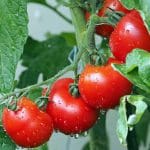 tomate la umbra o