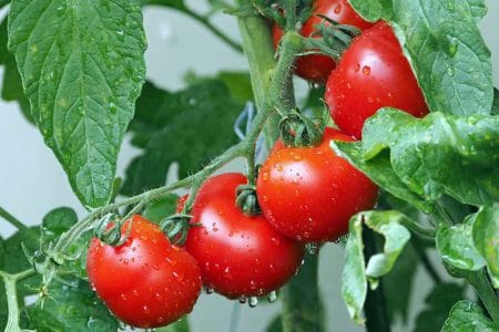 tomate la umbra o