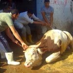 tortura 4 o