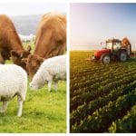 transfer teren animale o