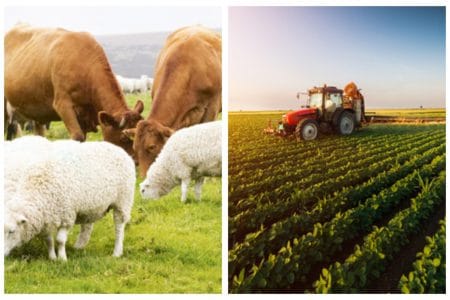 transfer teren animale o