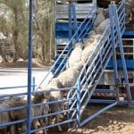 transport ovine o 1