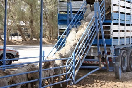 transport ovine o 1