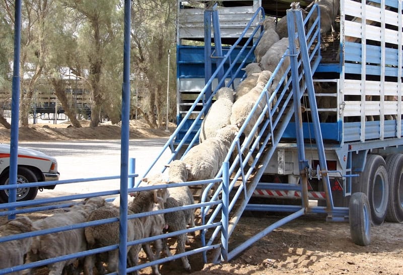 transport ovine o 1