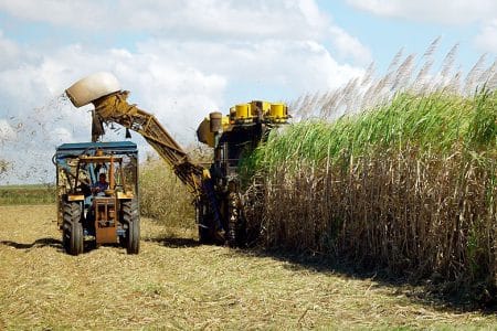 trestie de zahar recoltare o 1