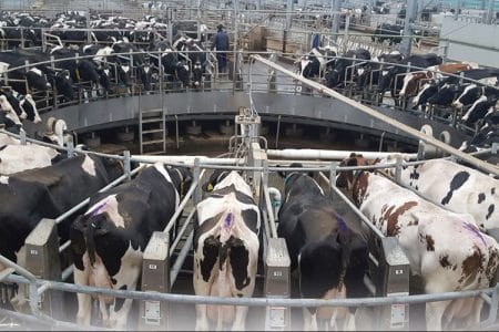 tur progresiv holstein o