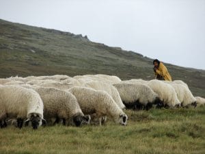 Ovine cu buletin de identitate electronic 1 turma oi o 1
