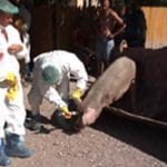 ucidere porc inviat o 1