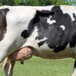 uger vaca o 1