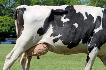 uger vaca o 1