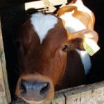 vaca 095374 o 1