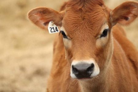 vaca jersey o