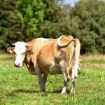 vaca la calatele o