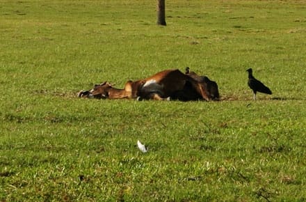 vaca moarta o 1