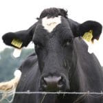 vaca olandeza o 1