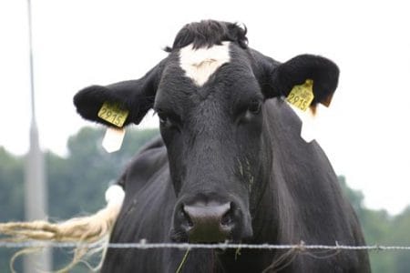 vaca olandeza o 1