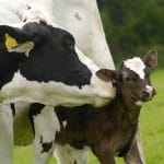 vaca si vitelul o