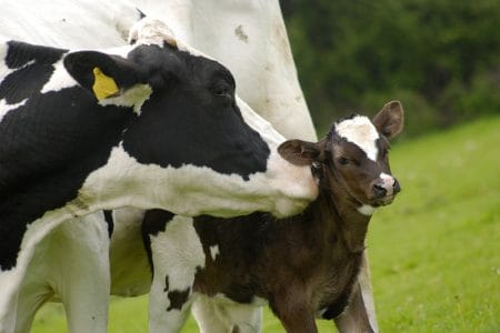 vaca si vitelul o