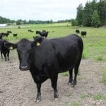vaci angus o 1
