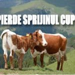 vaci cuplat o