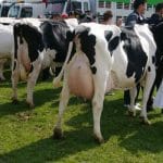 vaci holstein1 o 1