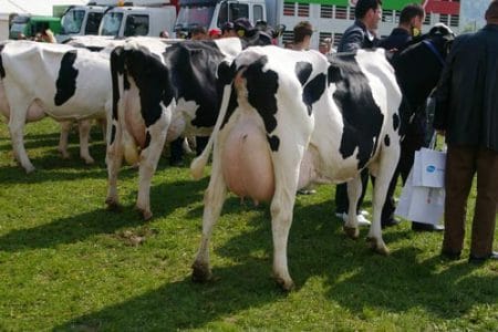 vaci holstein1 o 1