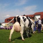 vaci holstein2 o 1