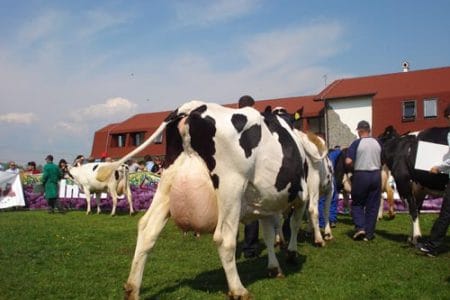 vaci holstein2 o 1