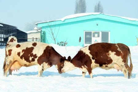 vaci in zapada o