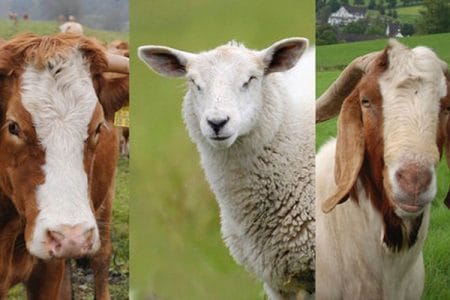vaci ovine caprine o 1