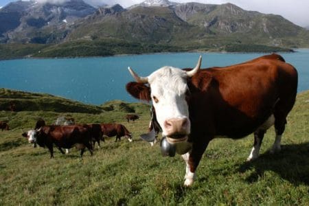 vaci pe o pasune montana din franta o 1