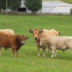 vaci rasa aubrac o 1