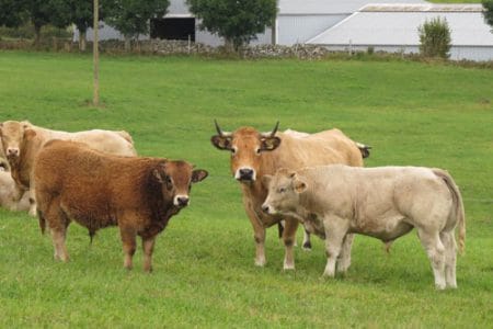vaci rasa aubrac o 1