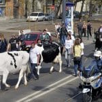 vaci ungaria protest o 1