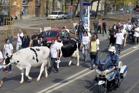vaci ungaria protest o 1