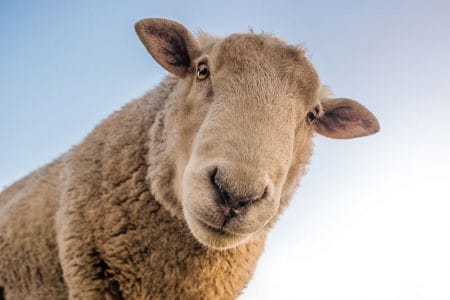 variola ovina o