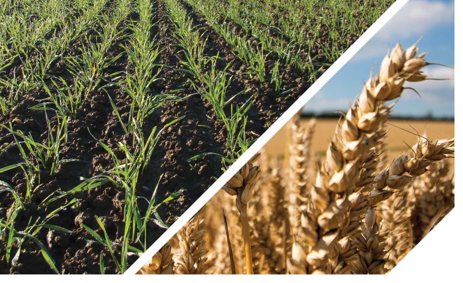 fainare fungicid cereale verben corteva