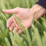 wheat o 1