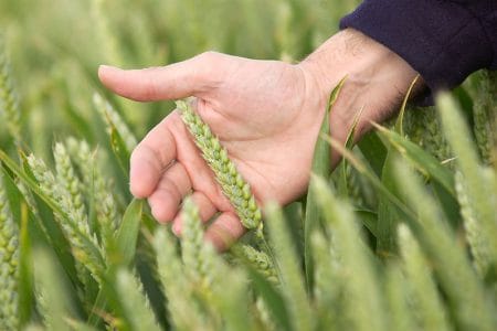 wheat o 1