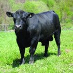 zilele crescatorului de taurine o 1