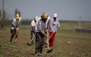 zilieri agricultura o