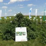 ziua verde a cartofului 2016 4 o 1