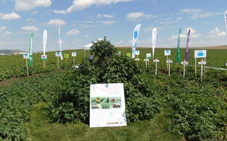 ziua verde a cartofului 2016 4 o 1