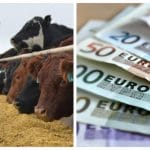 ajutor porc vaca o
